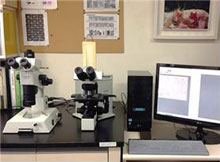 조직표본제작 및 현미경 관찰
